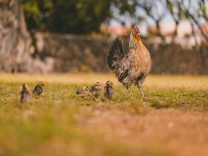 Cruelty culminates Uploaded video of having sex with a chicken bird filing a case against the child | क्रूरतेचा कळस गाठला! कोंबडीसोबत अश्लील कृत्य करून व्हिडिओ अपलोड केला, मुलावर गुन्हा दाखल