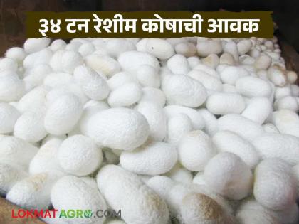 34 tons of silkworm cocoons arrive in Beed Agricultural Produce Market Committee in four days; Read what is the rate being offered | बीड कृषी उत्पन्न बाजार समितीत चार दिवसांमध्ये ३४ टन रेशीम कोषाची आवक; वाचा काय मिळतोय दर 34 tons of silkworm cocoons arrive in Beed Agricultural Produce Market Committee in four days; Read what is the rate being offered | बीड कृषी उत्पन्न बाजार समितीत चार दिवसांमध्ये ३४ टन रेशीम कोषाची आवक; वाचा काय मिळतोय दर