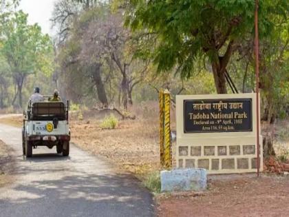 temperature in Chandrapur district is risen up to 43 degrees; Changes in safari timing of Tadoba Tiger Reserve | उन्हाचे चटके; ताडोबात सफारीच्या वेळेत बदल