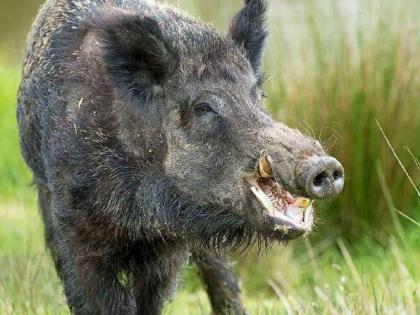 A laborer woman died in a wild boar attac in Arjuni Morgaon taluka | रानडुकराच्या हल्ल्यात मजूर महिलेचा मृत्यू, अर्जुनी मोरगाव तालुक्यातील घटना