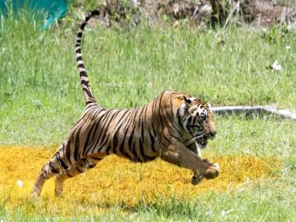 Stray tigress travels from Navegaon-Nagzira Tiger Reserve to Amgaon Taluka via Gondia | 'त्या' वाघिणीचा गोंदियामार्गे आमगाव तालुक्याकडे प्रवास