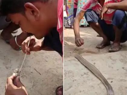 Man saved cobra snake by breathing his mouth shocking viral video from chattisgarh | कोब्रा सापाला तोंडाने श्वास देऊन वाचवण्याचा प्रयत्न, थरारक Video Viral