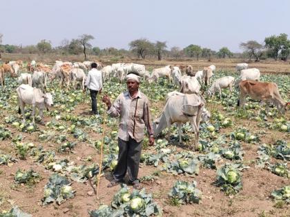 Animals graze in cabbage crop | भाजीपाल्याला कवडीमोल भाव; उभ्या कोबी पिकात सोडली जनावरे