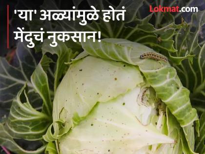 Cabbage worms may enter your brain can cause Neurocysticercosis taenia solium | पत्ता कोबीतील अळ्या मेंदुत जाऊ नये म्हणून काय कराल? न्यूरोलॉजिस्टने सांगितली पद्धत!