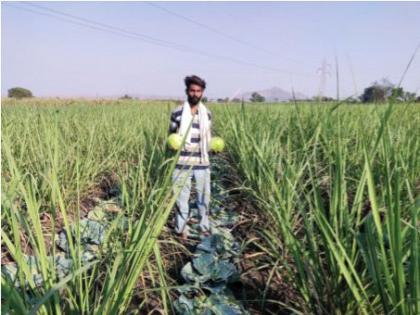 Two kilos of cabbage for only two rupees! | दोन किलोचा कोबी केवळ दोन रुपयाला! शेतकऱ्यांची चेष्टा, बाजारपेठेत दर मिळेना