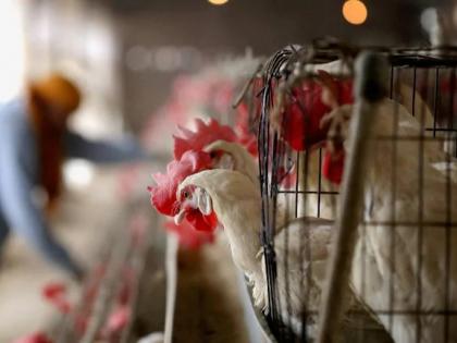 Outbreak of bird flu in seven states of the country | देशातील सात राज्यांमध्ये बर्ड फ्लू साथीचा फैलाव