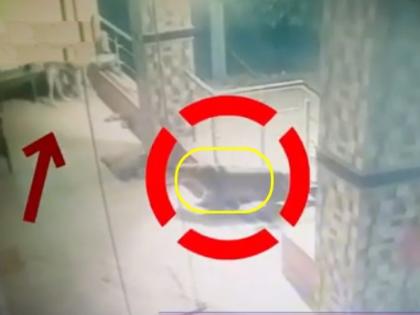 A leopard broke into a house in a village in Satara and captured the incident on CCTV | साताऱ्यात बिबट्या थेट घरातच घुसला, कुत्र्याने भुंकताच पळत सुटला