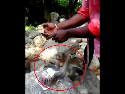 Viral Video : Monkey steals mans birthday cake when he was cutting | Video : 'तो' कापणार इतक्यात माकड केक घेऊन झालं रफूचक्कर.....तो राहिला बघत...