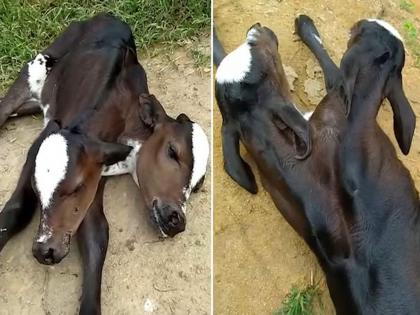 shock as mutant two headed calf born in brazil and nobody knows how it happened | गायीनं दिला २ डोकी असलेल्या वासराला जन्म; पाहून डॉक्टरांसह सारेच चकीत