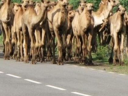 Now camel smuggling is changing the route; Gang active | आता मार्ग बदलून होतेय उंट तस्करी; टोळी सक्रिय