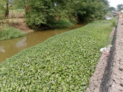 Near Karad the Krishna canal is surrounded by a large number of aquatic plants and trees | Satara: ‘कृष्णा’च्या पाण्यात जलपर्णीचा ‘कालवा’, कॅनॉलला विळखा Near Karad the Krishna canal is surrounded by a large number of aquatic plants and trees | Satara: ‘कृष्णा’च्या पाण्यात जलपर्णीचा ‘कालवा’, कॅनॉलला विळखा