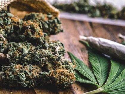 It is legal to sell cannabis, so why sell of ganja is illeagel? Find out why ... | भांग विकणे कायदेशीर, मग गांजा विकणे गुन्हा का? जाणून घ्या याचे कारण...