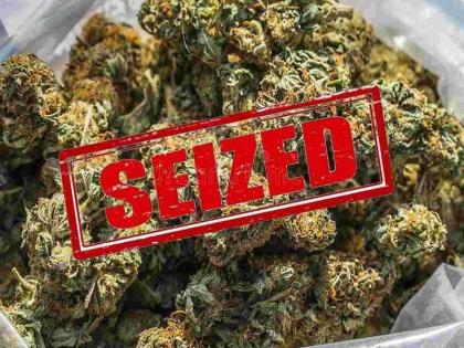 Pune: 500 kg ganja being taken to Karjat from two vehicles seized | Pune: दोन वाहनातून कर्जतला नेण्यात येणारा ५०० किलो गांजा पकडला