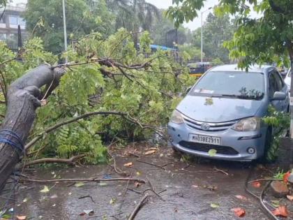 Thane: A tree in front of the municipality fell in Bhiwandi in a sudden strong wind, leaves were blown off many houses... | Thane: भिवंडीत अचानक आलेल्या जोरदार वाऱ्यात पालिकेसमोरील झाड कोसळले, अनेक घरांवरील पत्रे उडाले...