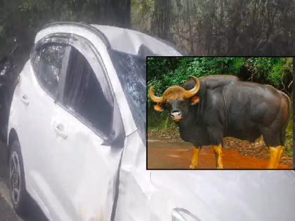 Three injured in a collision with a car by a gaur in Radhanagari kolhapur | Kolhapur: गव्याची कारला धडक; राधानगरी येथे तिघे जखमी 