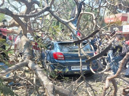 One person was injured when a tree fell on a speeding car near the Collector's office kolhapur | जिल्हाधिकारी कार्यालय परिसरात धावत्या कारवर कोसळले झाड, चालक जखमी