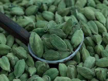 Cardamom prices have remained high for the last four-five months | मसाल्याची ‘राणी’ खातेय भाव! सुगंधावरून ठरतोय बाजारभाव; पाच हजार रुपये प्रतिकिलोने हाेते विक्री Cardamom prices have remained high for the last four-five months | मसाल्याची ‘राणी’ खातेय भाव! सुगंधावरून ठरतोय बाजारभाव; पाच हजार रुपये प्रतिकिलोने हाेते विक्री
