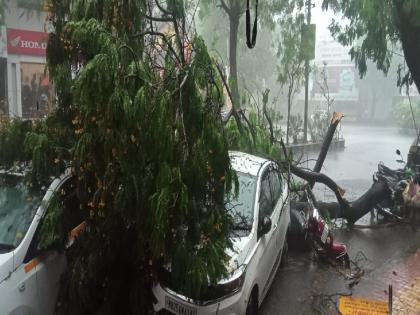 Heavy rain battered Solapur city Damage to vehicles due to uprooted trees | सोलापूर शहरात पावसाची जोरदार बॅटिंग; झाडे उन्मळून पडल्याने वाहनांचे नुकसान