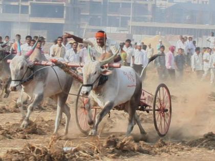 supreme court give conditional permission to bullock cart race in maharashtra | Bullock cart Race : मोठी बातमी! बैलगाडा शर्यतीला सशर्त परवानगी; सर्वोच्च न्यायालयाचा महत्त्वपूर्ण निकाल