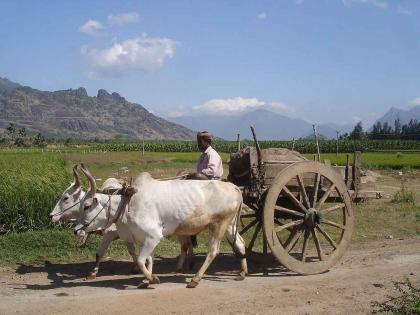 Police Team Handed Challan To Bullock Cart Owner Under Amendment Motor vehicle Act | ऐकावं ते नवलच! मोटार वाहन कायद्याच्या अंतर्गत चक्क बैलगाडी चालकाला दंड