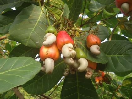 Budget 2018: Cutting the cashew import bill by two and a half percent | Budget 2018 : काजूच्या आयात शुल्कामध्ये अडीच टक्क्यांनी कपात