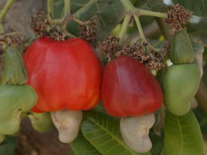 Changing climate likely to affect cashew crop: growing concern among farmers | बदलत्या हवामानाचा काजू पिकावर परिणाम शक्य: शेतकऱ्यांमध्ये वाढली चिंता