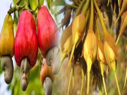 Liquor made from cashew fruit and mahua flowers now under foreign liquor category | मोहफुल व काजूच्या बोंडापासून तयार होणाऱ्या मद्याला आता 'विदेशी' दर्जा