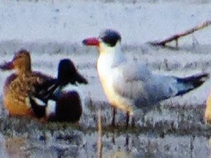 The first Caspian tern was found in Khandesh | खान्देशात प्रथमच आढळला ‘कॅस्पियन टर्न’ पक्षी