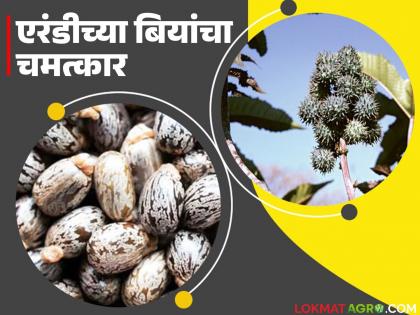 How can castor oil be a direct chemical attack tool when it is a great medicine? Read in detail | एरंडीचं तेल हे उत्तम औषध असताना थेट रासायनिक हल्ल्याचं साधन कसं काय ठरू शकतं? वाचा सविस्तर How can castor oil be a direct chemical attack tool when it is a great medicine? Read in detail | एरंडीचं तेल हे उत्तम औषध असताना थेट रासायनिक हल्ल्याचं साधन कसं काय ठरू शकतं? वाचा सविस्तर