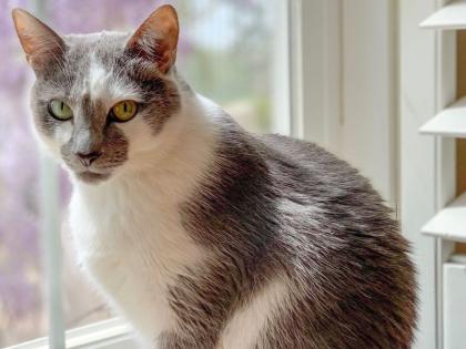 Who Will Sterilize Cats? There is no response to the tender | मांजरींची नसबंदी करणार कोण?  निविदेला प्रतिसादच नाही  