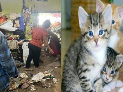 A family in Kolhapur kept not one or two but 40 cats, neighbors are worried During the action an employee was bitten | कोल्हापुरात एका कुटुंबाने एक-दोन नव्हे ४० मांजरे पाळली, शेजारी त्रस्त; कारवाईदरम्यान एका कर्मचाऱ्याला चावा A family in Kolhapur kept not one or two but 40 cats, neighbors are worried During the action an employee was bitten | कोल्हापुरात एका कुटुंबाने एक-दोन नव्हे ४० मांजरे पाळली, शेजारी त्रस्त; कारवाईदरम्यान एका कर्मचाऱ्याला चावा