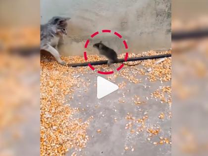 cat and mouse fighting with each other video goes viral on internet | Viral Video: आपला जीव वाचवण्यासाठी उंदरानं मांजरावर केला असा हल्ला की पाहुन पोट धरुन हसाल