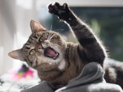 Killer cat One dies in Pet cat attack in russia | Killer Cat: पाळलेल्या मांजरीच्या हल्ल्यात एकाचा मृत्यू; पत्नी म्हणते...