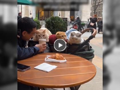 Man enjoys coffee date with 3 cats watch cute viral video on social media trending | Coffee Date with Cats Viral Video: किती गोडssss ...... तीन मांजरींना घेऊन तरूणाने साजरी केली, अनोखी 'कॉफी डेट'