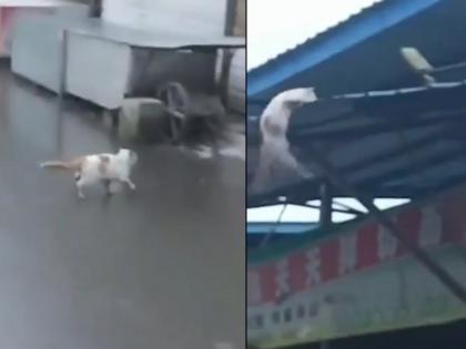 cat falls down but lands safely video goes viral on internet | Viral Video: उंचावरुन धाडकन जमिनीवर कोसळली मनीमाऊ, तरीही खरचटलंही नाही...पाहा काय घडला चमत्कार