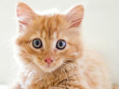 Cats are susceptible to feline panleukopenia disease | Kolhapur: घराघरांतील मांजरे ‘पॅन ल्युकेपेनिया’च्या सावटाखाली, उपचारासाठी पशुवैद्यकांकडे वाढली गर्दी Cats are susceptible to feline panleukopenia disease | Kolhapur: घराघरांतील मांजरे ‘पॅन ल्युकेपेनिया’च्या सावटाखाली, उपचारासाठी पशुवैद्यकांकडे वाढली गर्दी