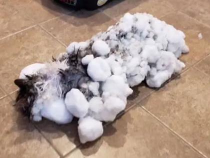 Shocking this cat frozen unresponsive snow life saved vets montana | बर्फाखाली पूर्णपणे गोठली गेली होती मांजर, डॉक्टरांनी 'असा' वाचवला जीव!