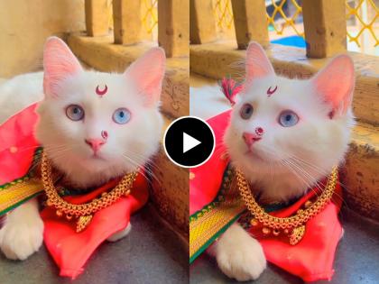 A cat maharashtrian marathi look video goes viral on social media  | गळ्यात ठुशी, नाकात नथ, मनी माऊचा अस्सल मराठमोळा लूक; 'Video' पाहून तुम्हालाही वाटेल नवल