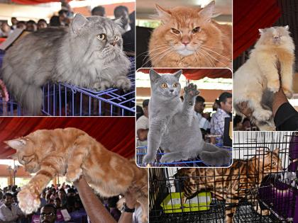 Unique Cat Shows in Kolhapur, Including more than three hundred cats like Saberian, Persian, Indi Mau, Bengal Tiger | मनीमाऊंचे नखरे बघण्यासाठी कोल्हापूरकरांची गर्दी, बैंगाल कॅट लक्षवेधी