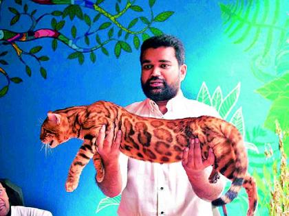 Cat Show’ organised for the first time in Vidarbha, Cats from Russia, Germany, USA will come to Nagpur | विदर्भात पहिल्यांदा अनाेखा ‘कॅट शाे’; रशिया, जर्मनी, अमेरिकेच्या मांजरी येणार नागपुरात!