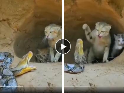 Viral Video Cat attacks python snake to protect her kitten from poisonous reptile watch social media trending | Video: आईचं धाडस!! पिलांना वाचवण्यासाठी थेट सापाशी भिडली मांजर, पुढे जे झालं ते...