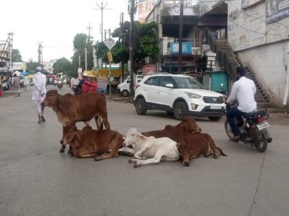 Latur Municipal Corporation did not get a place for Kondwada for catal! | लातूर महानगरपालिकेला कोंडवाड्यासाठी जागा मिळेना!