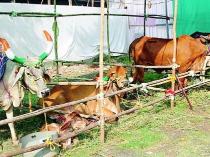 Animal Breeding with Indigenous Seeds | देशी बियाण्यांसोबत पशुसंवर्धनही 