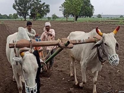 78 percent sowing completed in the state; Soybeans, cotton 100 percent | राज्यात ७८ टक्के पेरण्या पूर्ण; सोयाबीन, कपाशी १०० टक्के