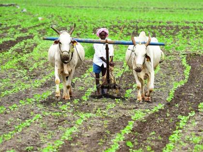 Five lakh farmers will get 'incentive' of Rs 15,000 per hectare | पाच लाख शेतकऱ्यांना मिळणार प्रतिहेक्टरी १५ हजारांचे ‘प्रोत्साहन’