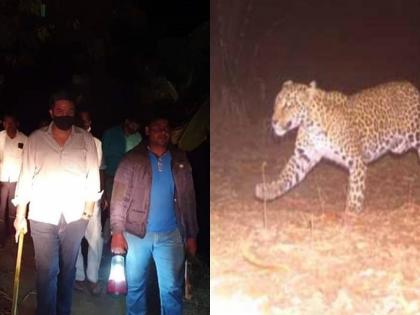 आमदार रोहित पवार हातात काठी घेऊन बिबट्याला शोधायला निघतात तेव्हा...