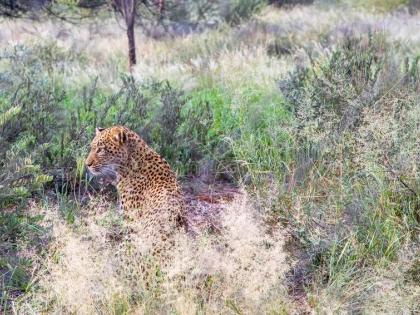 A ferocious animal knocked down a litter of five animals in nepani jalgaon | हिंस्र प्राण्याने पाडला पाच जनावरांचा फडशा, गावात उडाली खळबळ