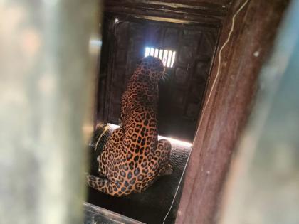 Success in imprisoning leopards at Pargaon in Ambegaon taluka pune latest news | Pune | आंबेगाव तालुक्यातील पारगाव येथे बिबट्या जेरबंद करण्यात यश