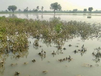 742 crore loss due to heavy rain in Marathwada | मराठवाड्यात अतिवृष्टीने ७४२ कोटी रुपयांचे नुकसान