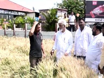 Guardian Minister Dadaji Bhuse inspects farmers' dams, wheat and vineyards | पालकमंत्री दादा भुसे शेतकऱ्यांच्या बांधावर, गहू अन् द्राक्ष बागेची पाहणी